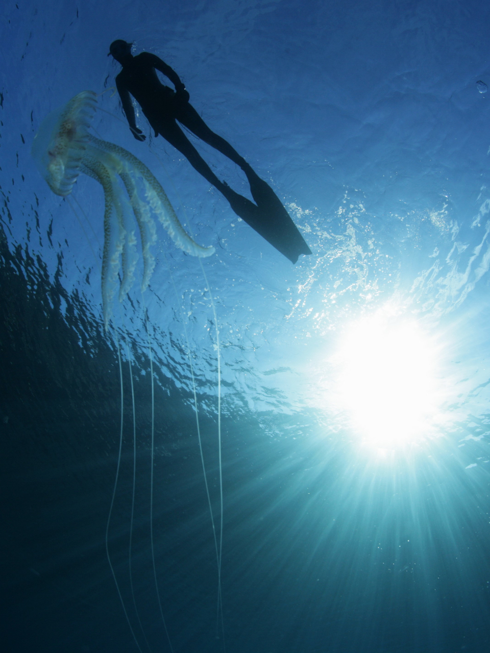 Gallery 5 SILENT SEAS FREEDIVING