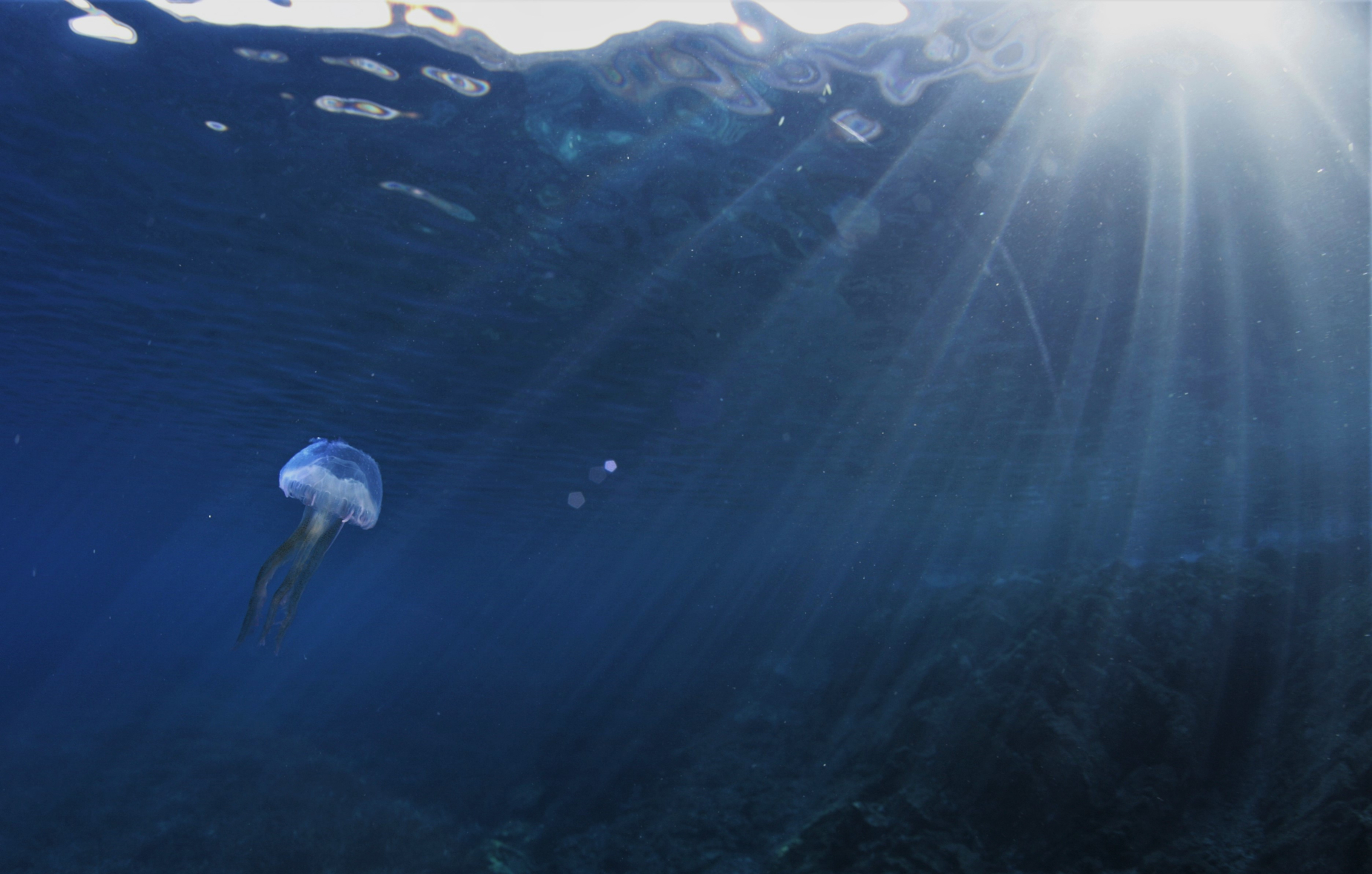 Silent Seas Freediving freediving school